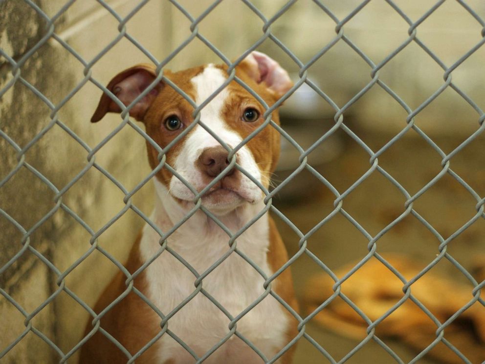 How many animal shelters are in Delaware?