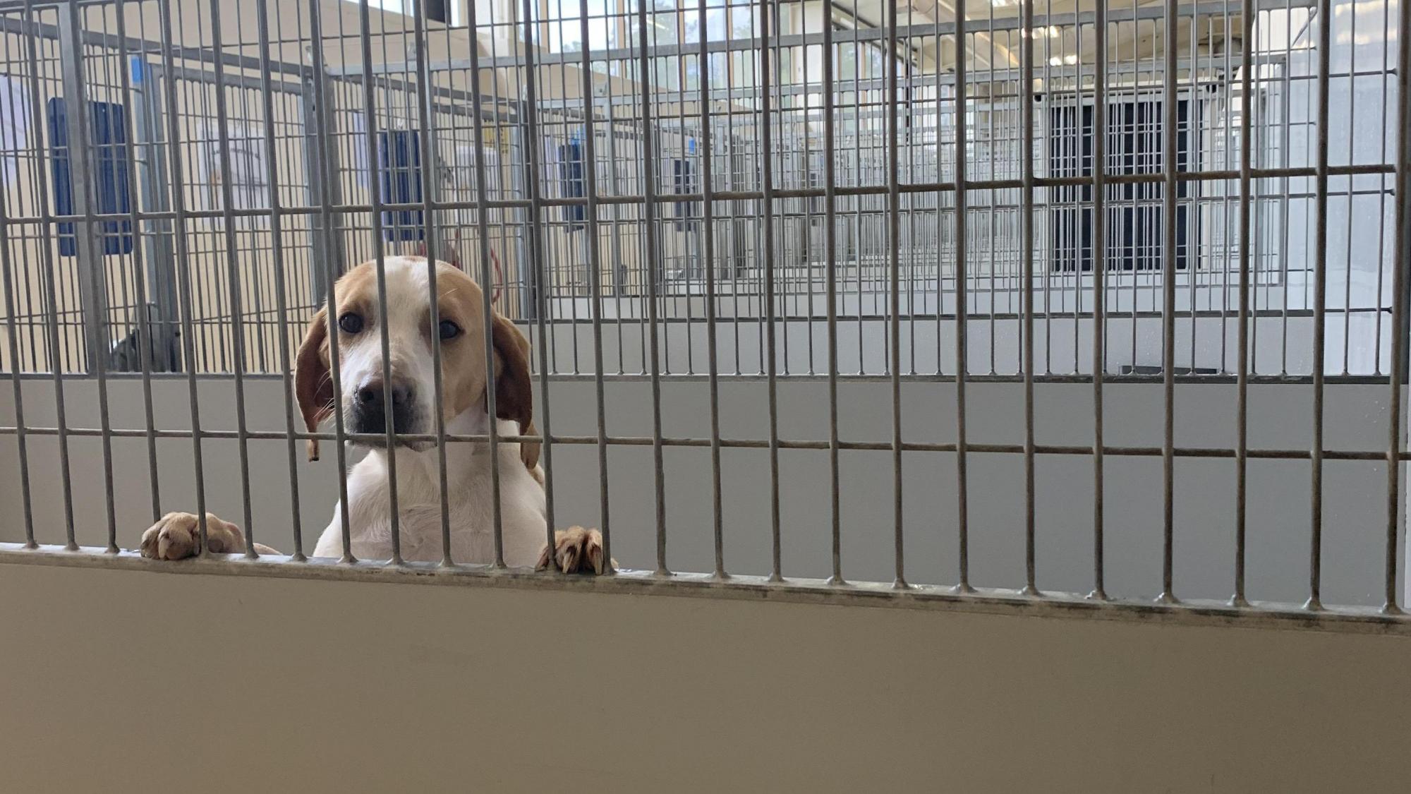 How many animals are euthanized each year in NC?
