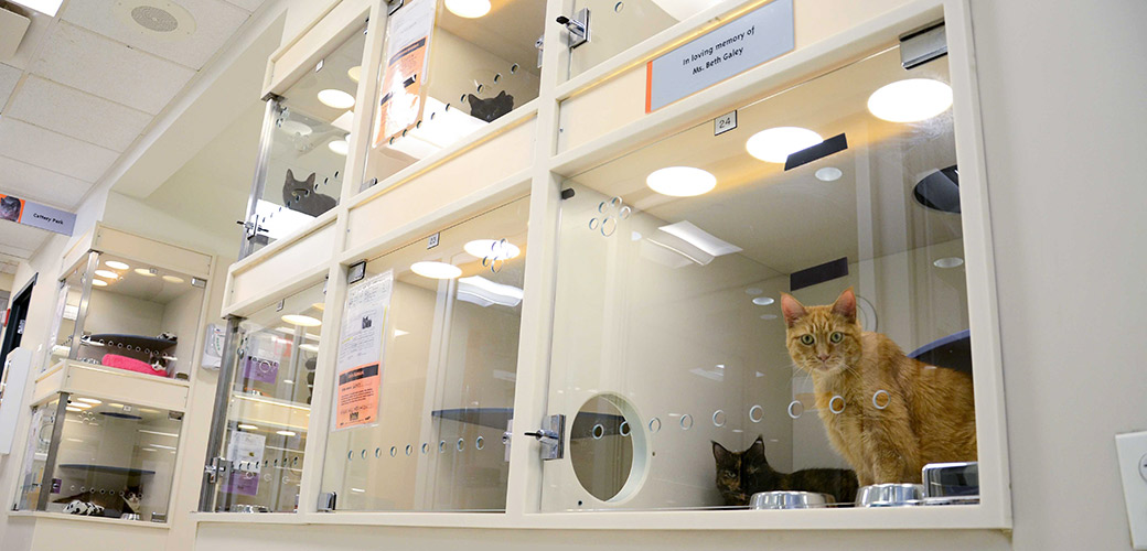 How many animals are in shelters in the US?