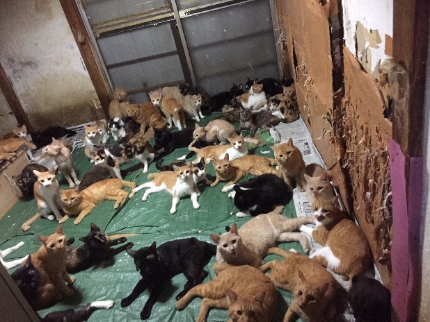 How many cats are considered hoarding?