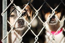 How many dogs are euthanized in Texas?