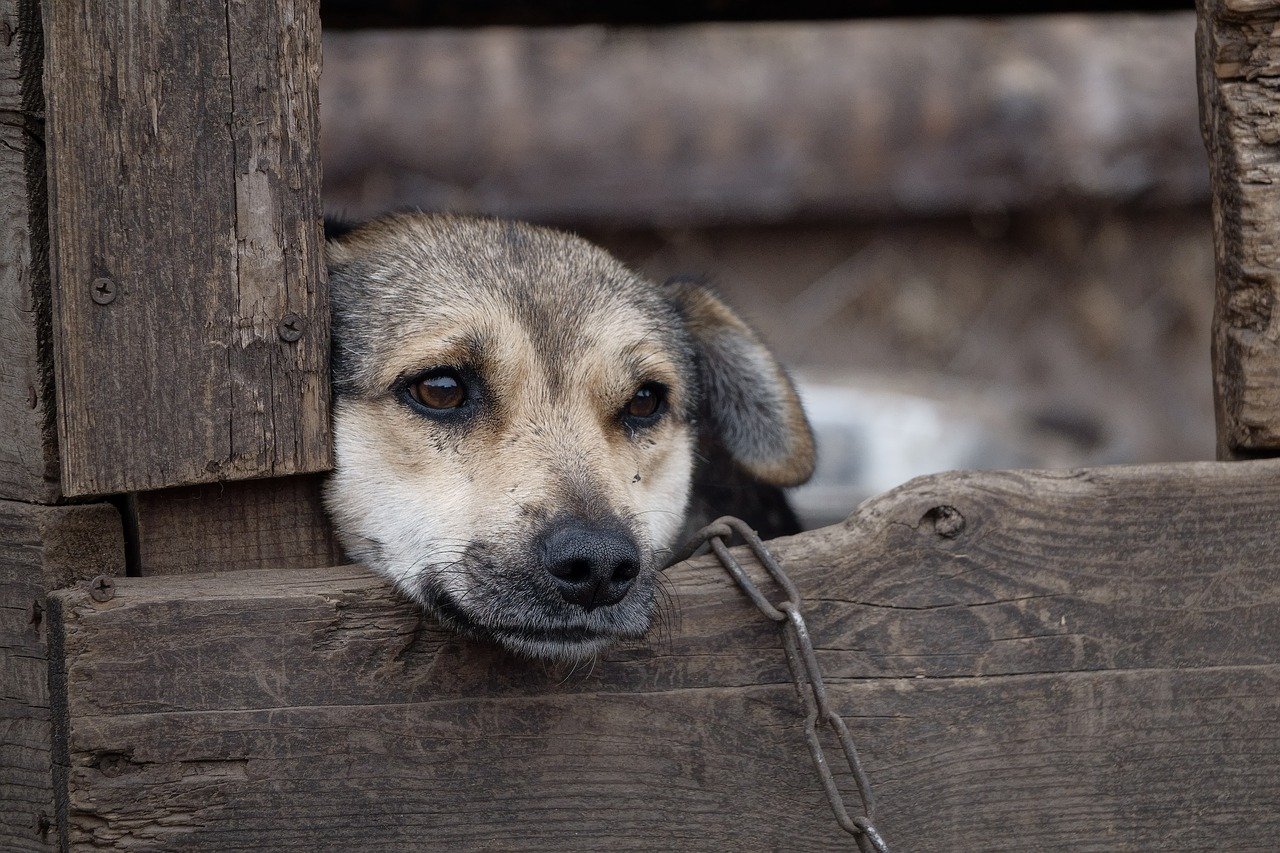 How many dogs die in a shelter each year?