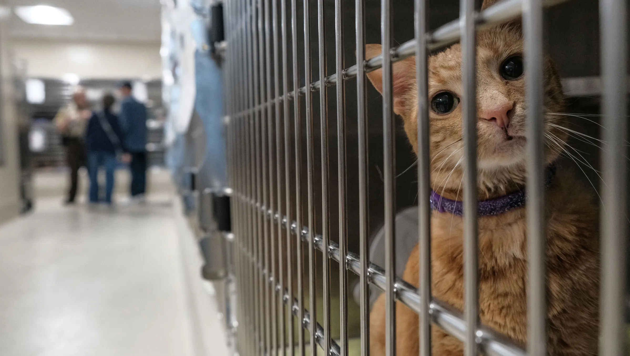 How many kill shelters are in Michigan?