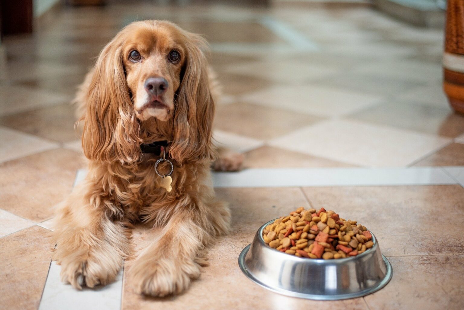 how-many-ounces-of-food-should-a-10-pound-dog-eat-animal-shelters