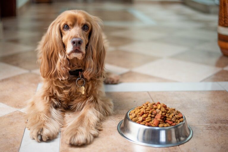 How many ounces of food should a 10 pound dog eat?