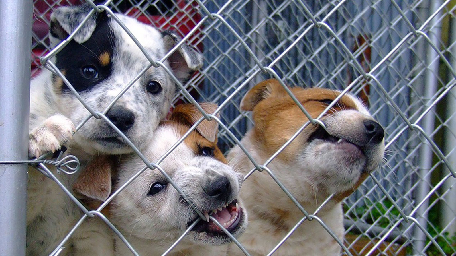 How many shelter animals die each year?
