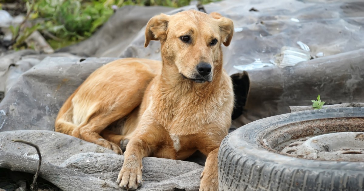 How many stray dogs are euthanized every year?