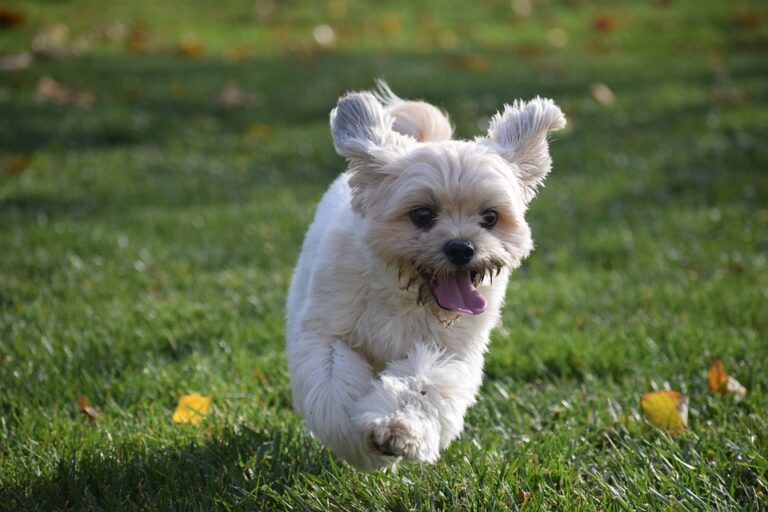 Frequent question: How much calcium should a puppy get?