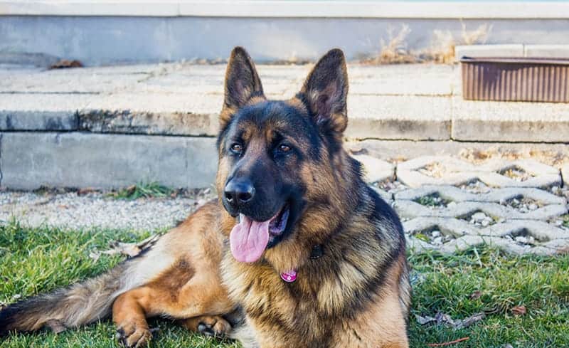 How much does a German Shepherd mix cost?