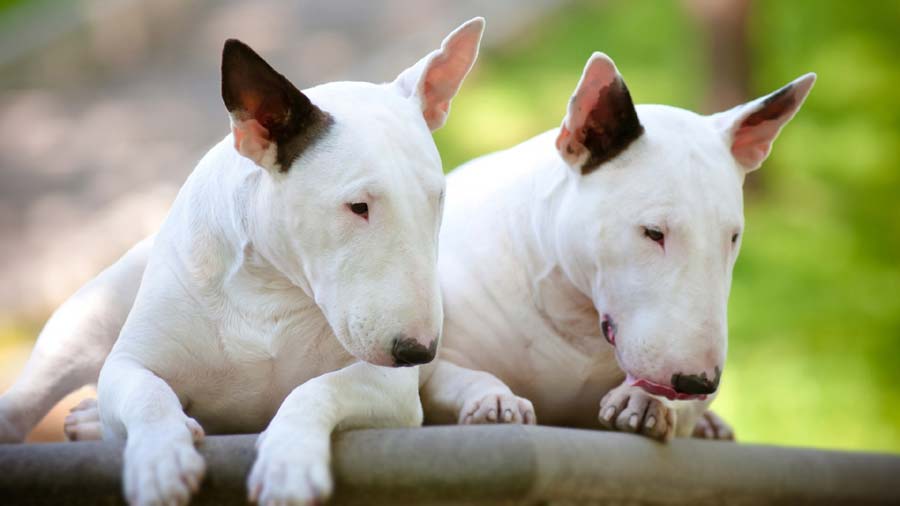 How much does it cost for a bull terrier puppy?