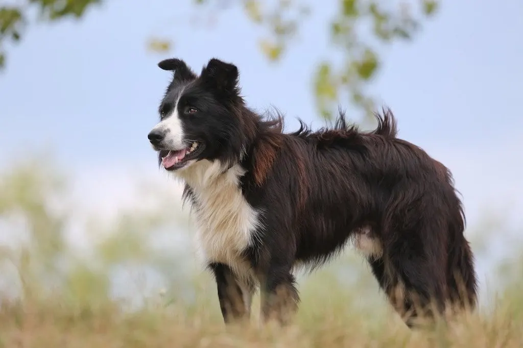 How much exercise does a herding dog need?