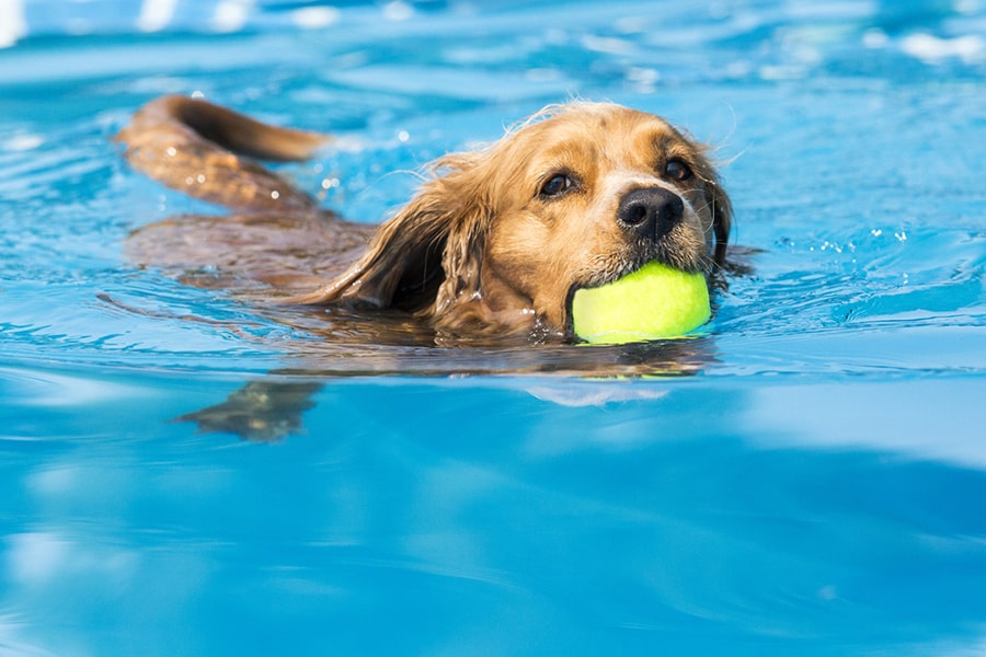 How much exercise is swimming for a dog?