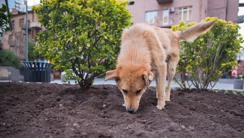 How much fertilizer makes a dog sick?