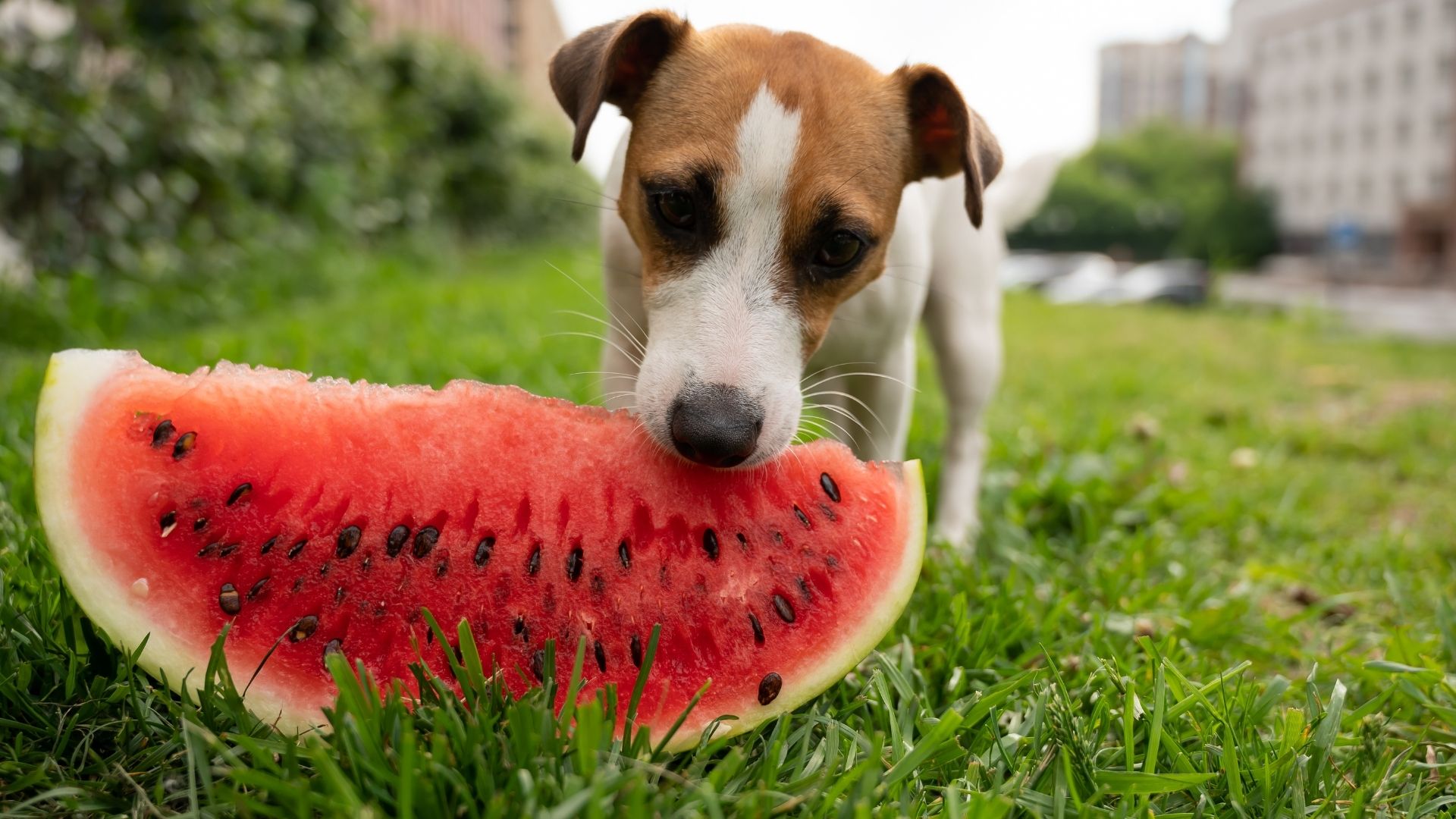 How much watermelon can a puppy eat?