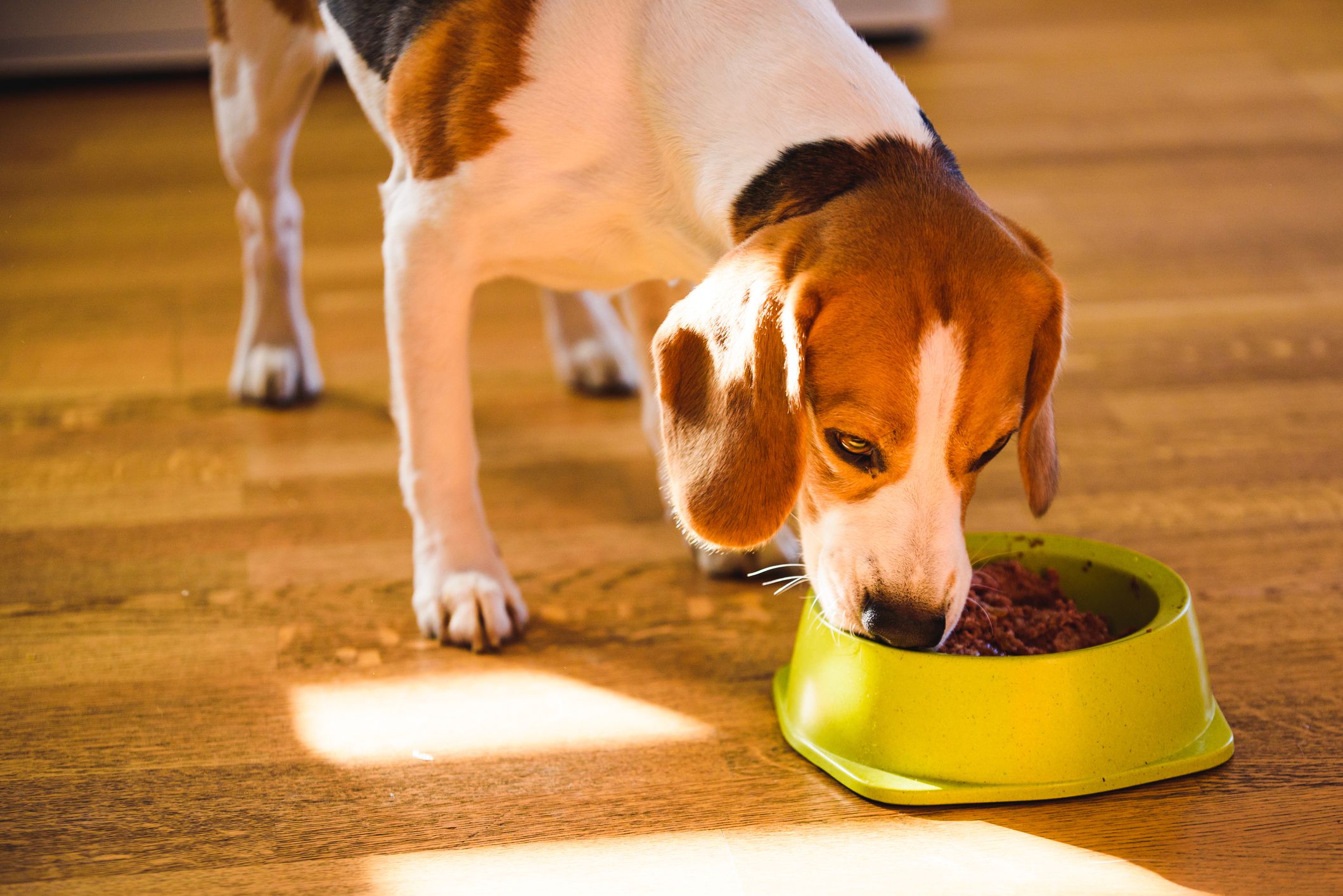 How much wet food should a 40 pound dog eat?