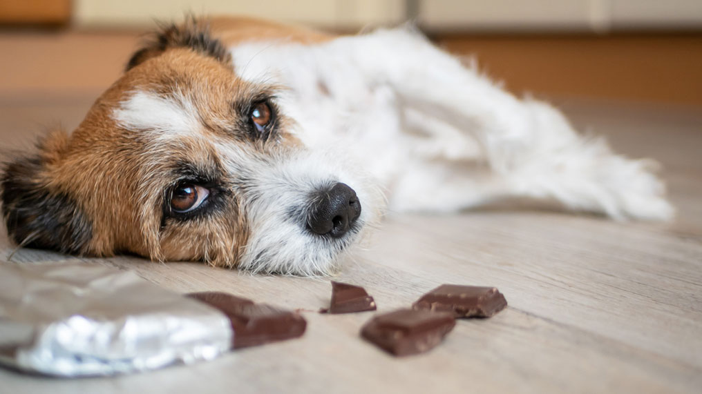 How quickly will chocolate affect a dog?