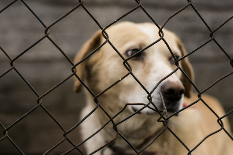 Is Abilene Animal Shelter a no-kill shelter?