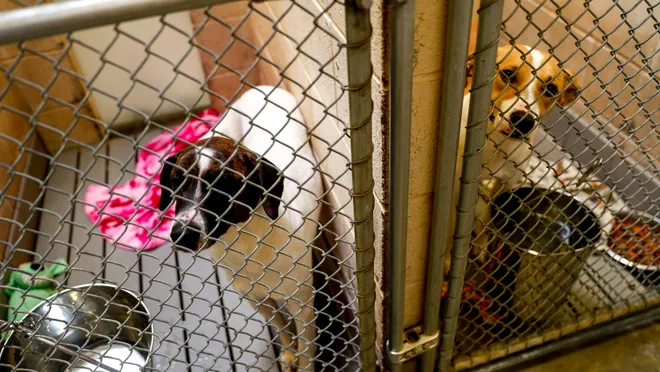Is Blount County animal shelter no-kill?