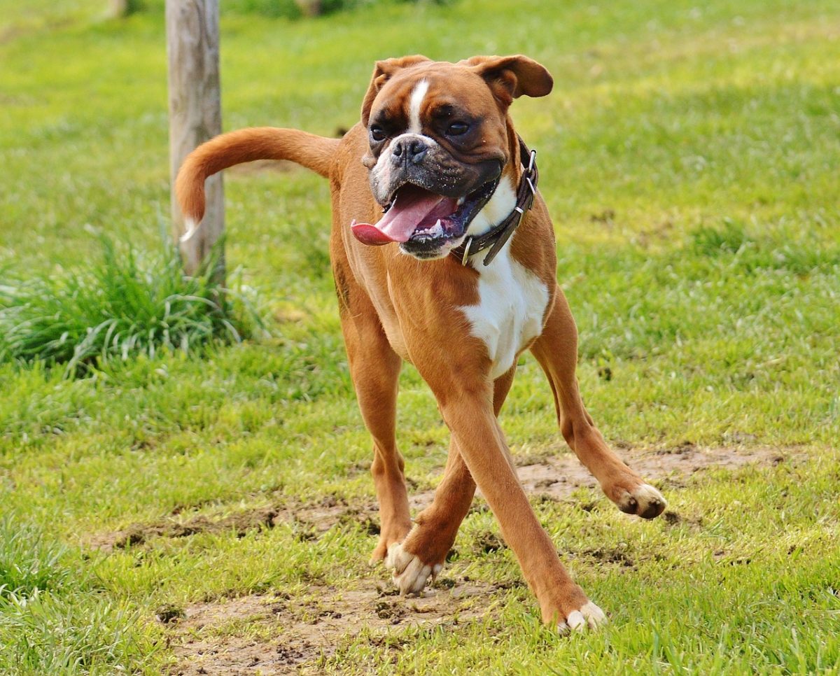 Is Boxer a good family dog?