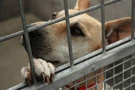 Is Brookhaven animal shelter a kill shelter?