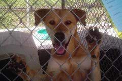 Is Denham Springs Animal Shelter a no-kill shelter?