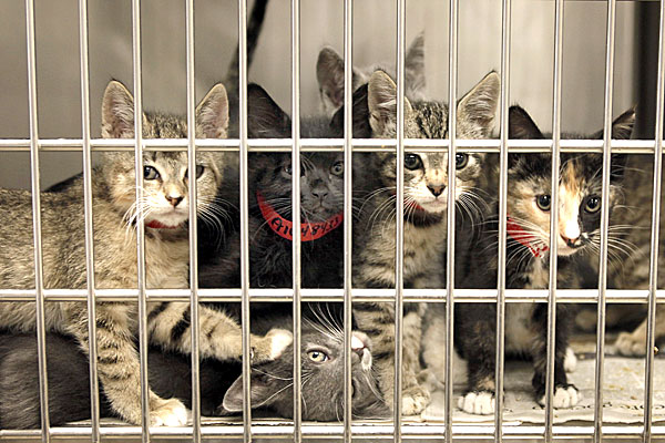 Is Grand Prairie Animal Shelter a kill shelter?