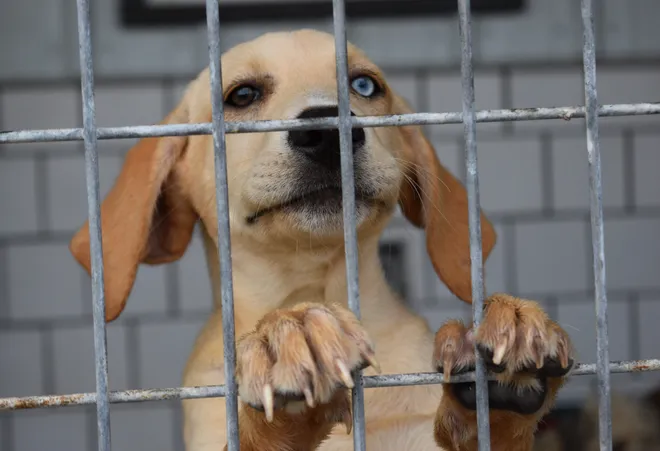 Is Green Bay Humane Society a no-kill shelter?