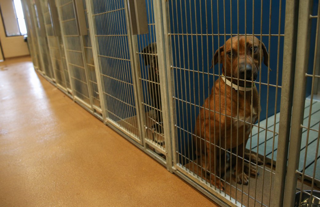 Is Hall County Animal Shelter a no-kill shelter?