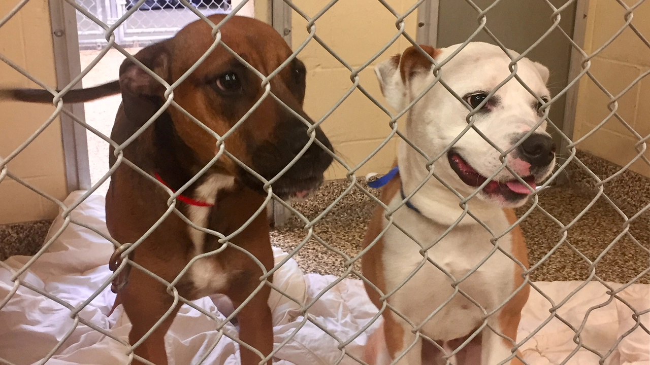 Is Hillsborough County animal Services a kill shelter?