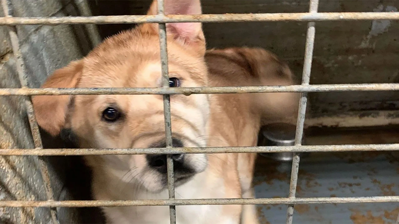 Is Loudon County TN Animal Shelter a kill shelter?