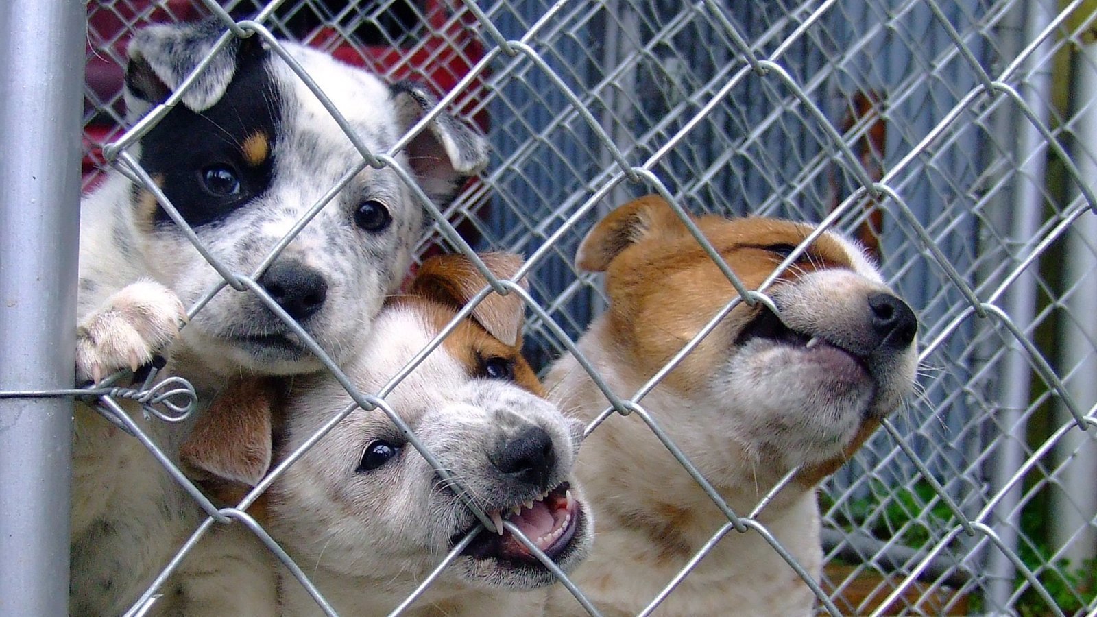 Is Polk County animal Control a kill shelter?