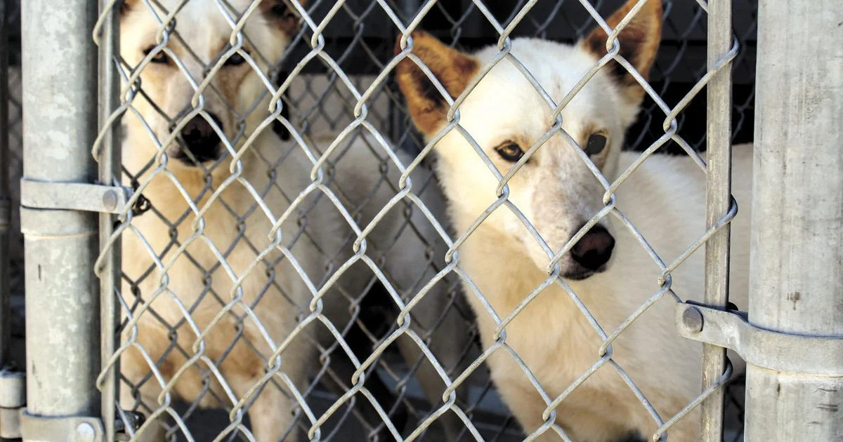 Is Rankin County Animal Shelter a kill shelter?