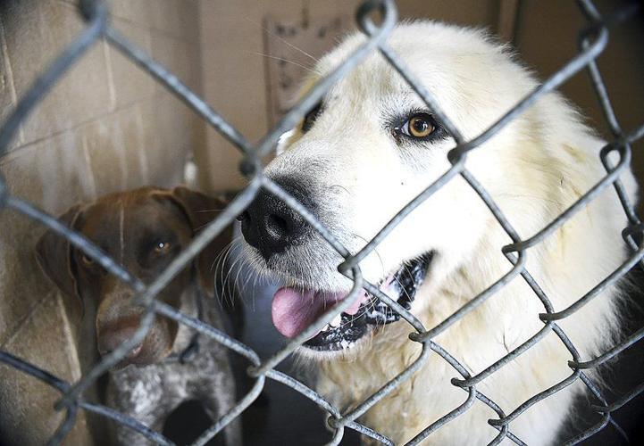 Is Sumner County Animal Control a kill shelter?