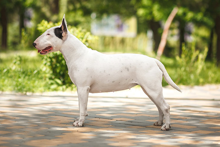 Is a bull terrier a canine?