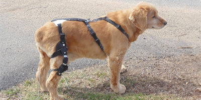 Is a cruciate ligament tear painful for dogs?
