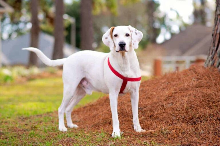 Is a lab hound mix big?