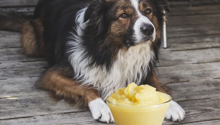 Is applesauce OK for dogs?