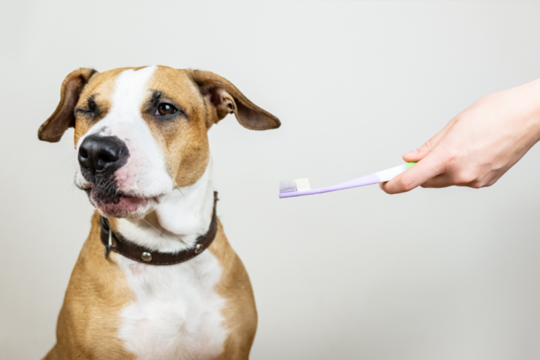 Best answer: Is baking soda OK for dogs teeth?