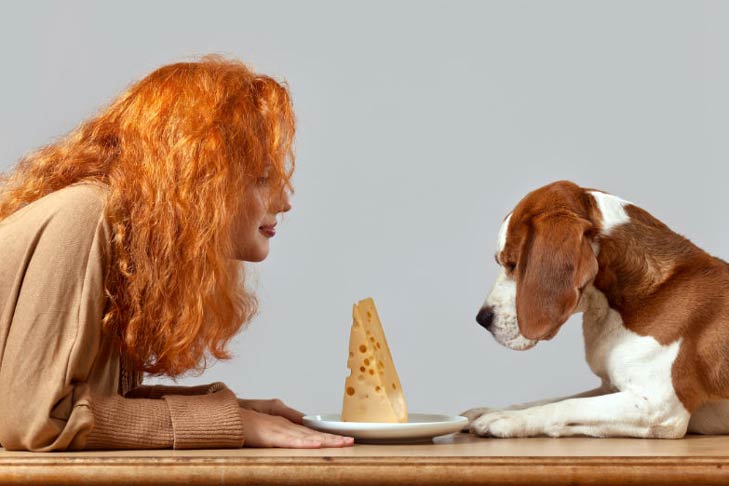 Is cheese bad for dogs?