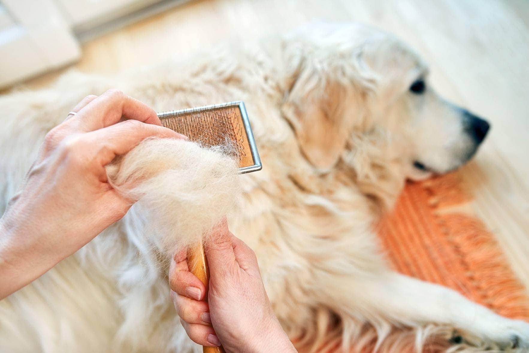 Is coconut oil good for dogs hair loss?