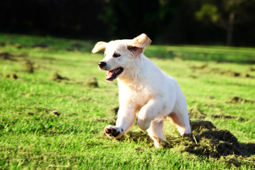Is grass seed and fertilizer harmful to dogs?
