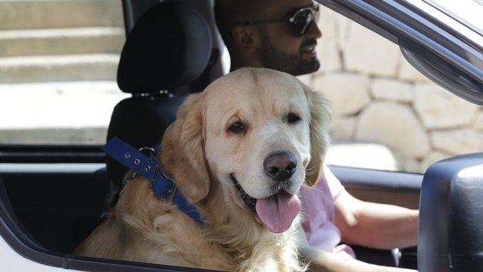 Is it OK to take dogs on long drives?