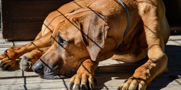 Is it cruel to crate a dog at night?