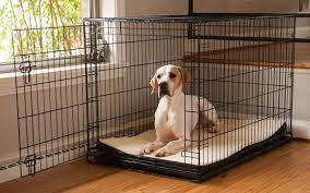 Is it cruel to crate a dog while at work?