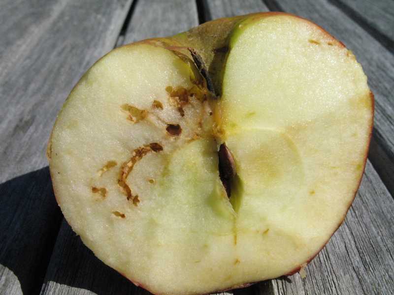Is it safe to eat apples with worm holes?