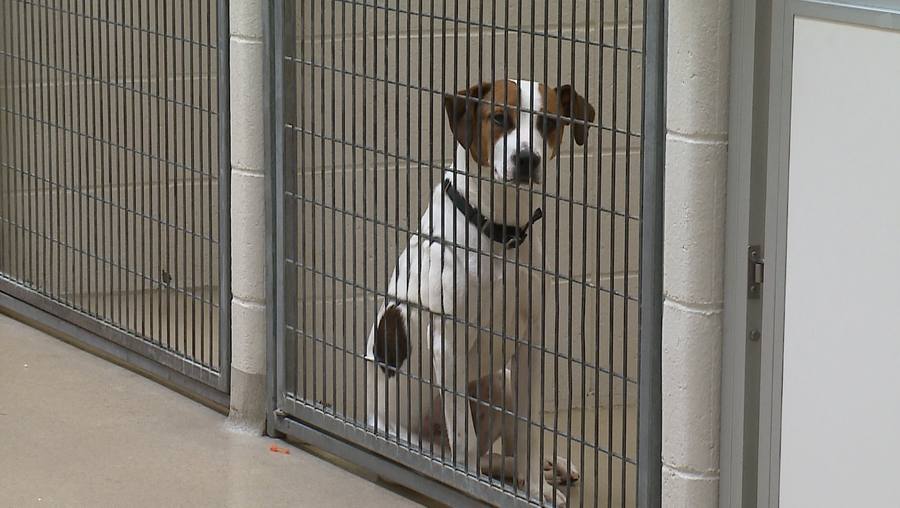 Is the Omaha Humane Society a no-kill shelter?
