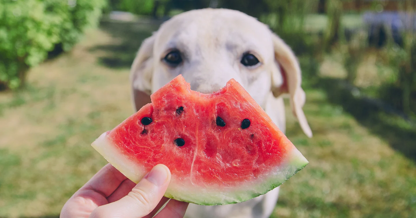 Is watermelon safe for puppies?