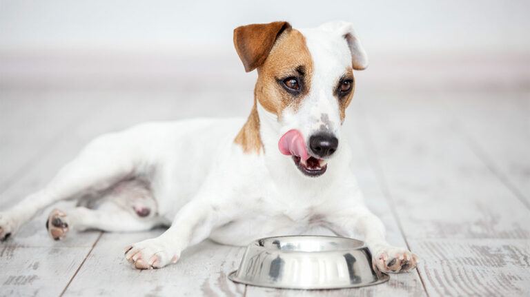 You asked: Should I give my diabetic dog insulin if he won’t eat?