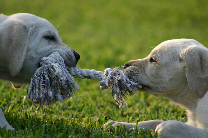 Should I let my dogs play tug of war?