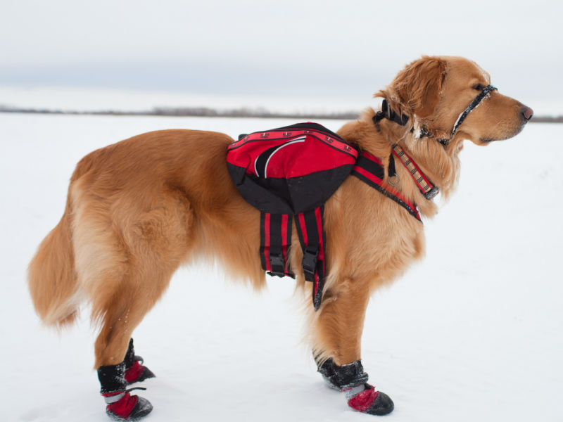 Should I put shoes on my dog in the winter?